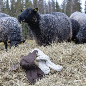 Dicke Wollsocken - Ivanhoe of Sweden