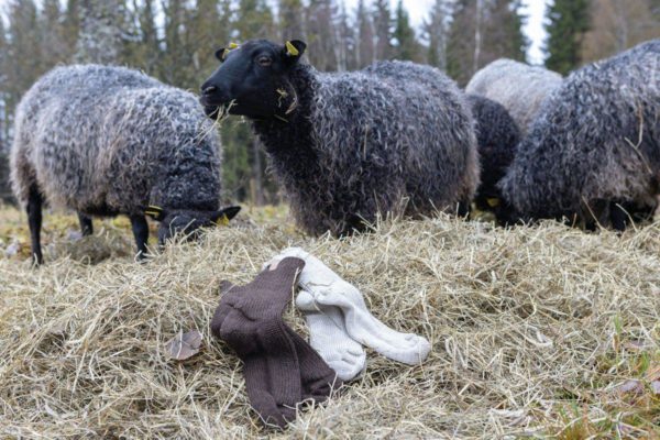 Dicke Wollsocken - Ivanhoe of Sweden